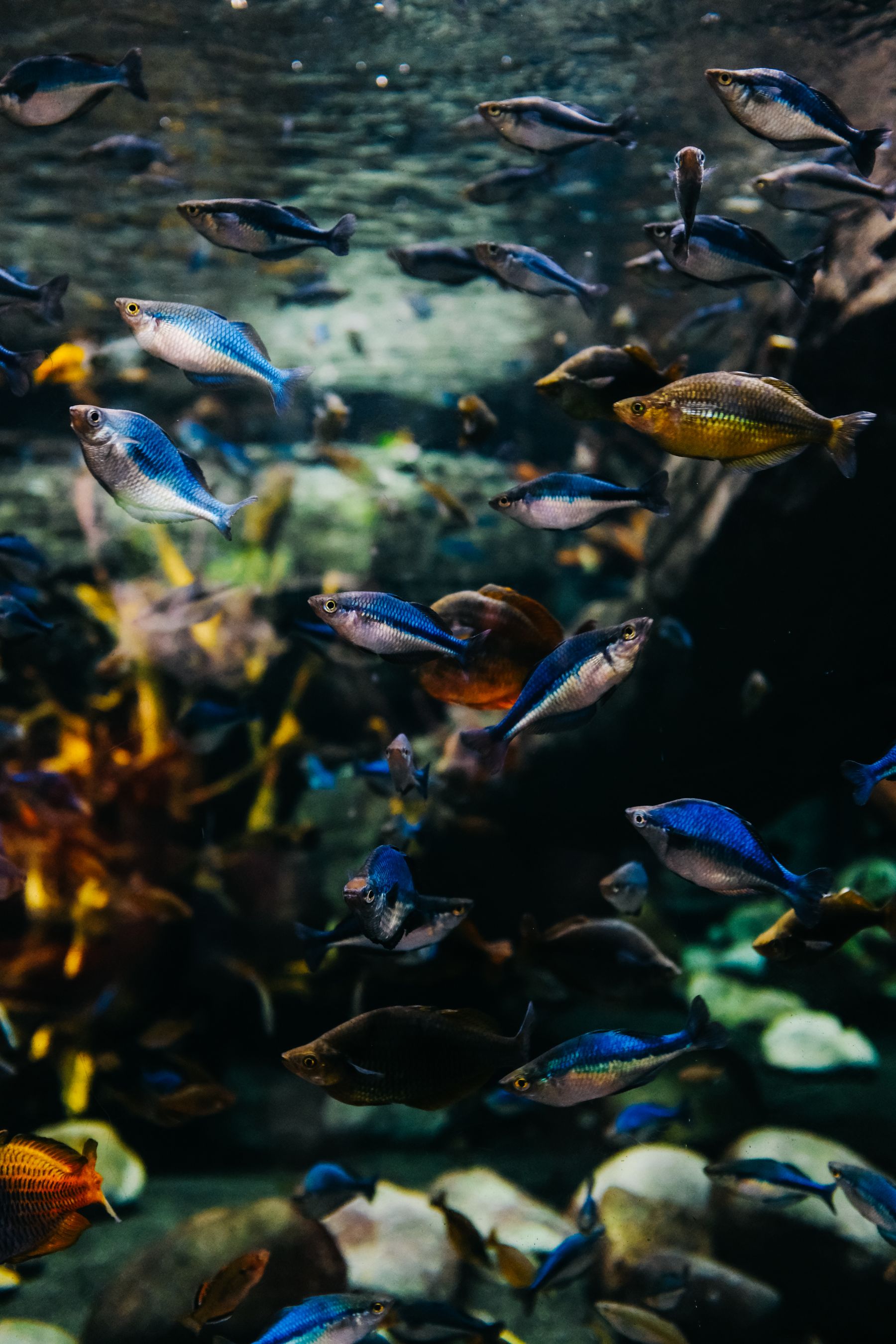 Planted aquarium