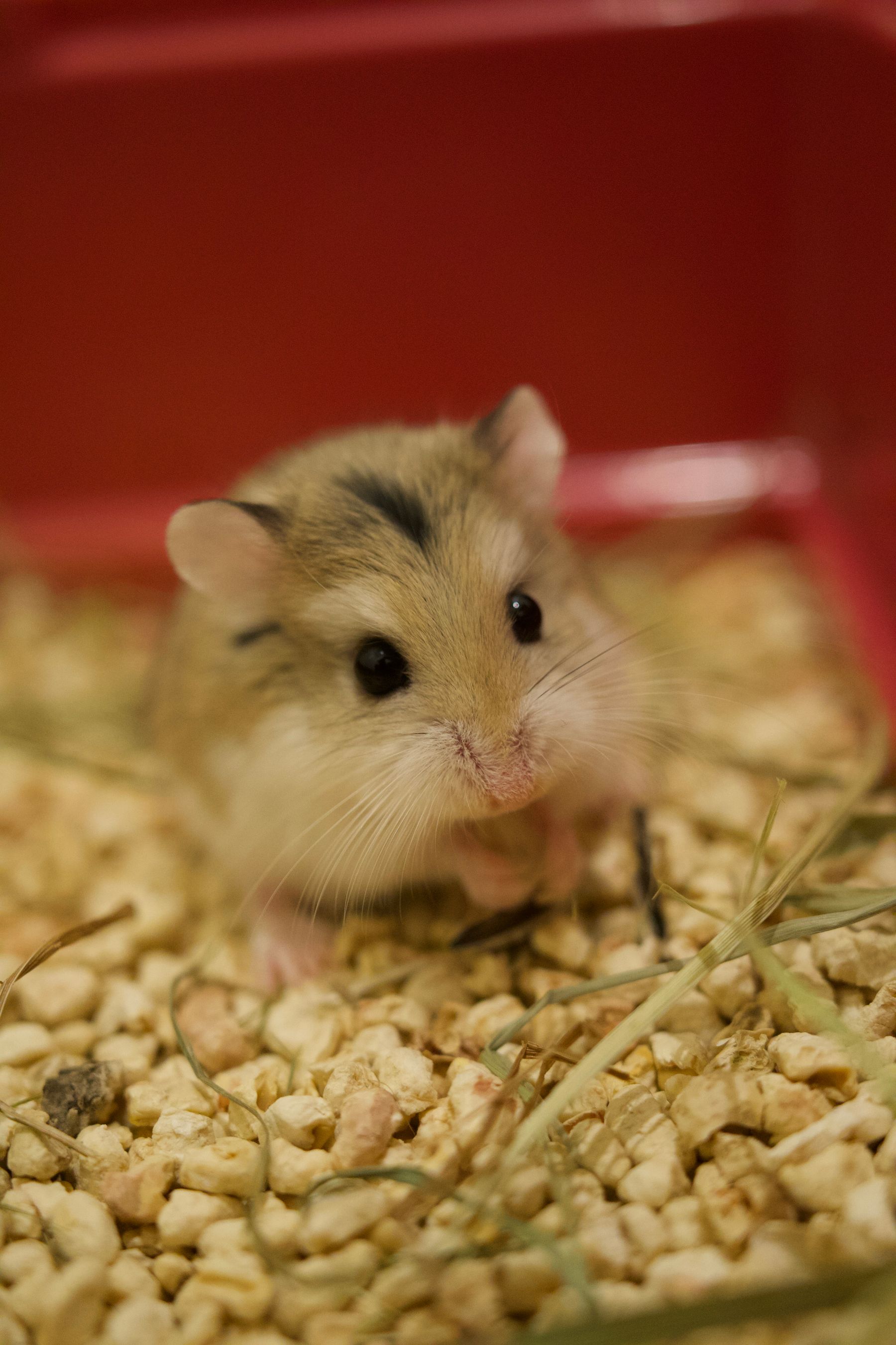Hamster cage with bedding
