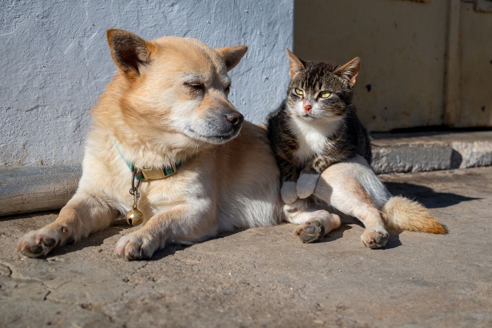 A dog and a cat in sunlight